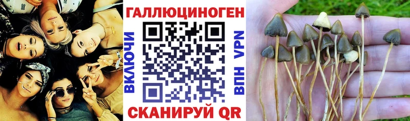 Псилоцибиновые грибы Psilocybine cubensis  Новоалтайск 